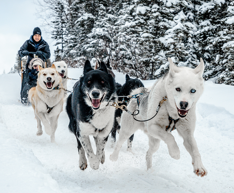 snowy owl sled dog tours reviews
