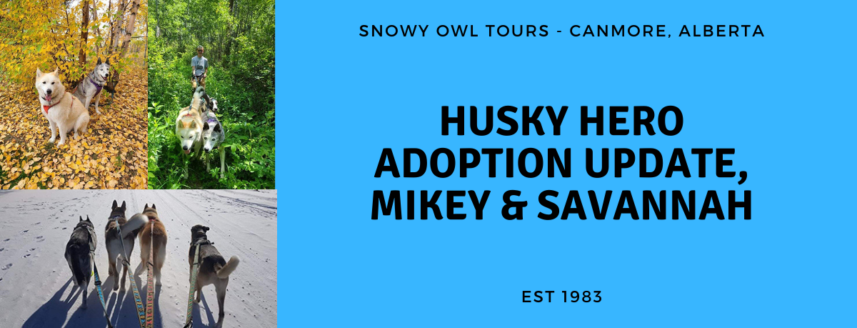 Snowy Owl Sled Dog Tours - Mikey & Savannah Adoption Update