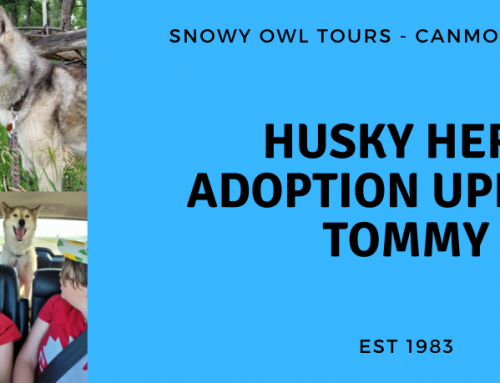 Adoption Update with Husky Hero, Tommy