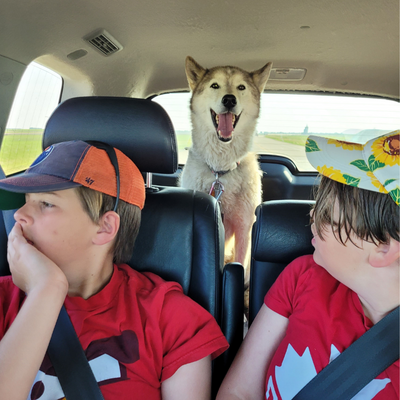 Snowy Owl Sled Dog Tours - Canmore, Alberta - Adoptions - Tommy Update1