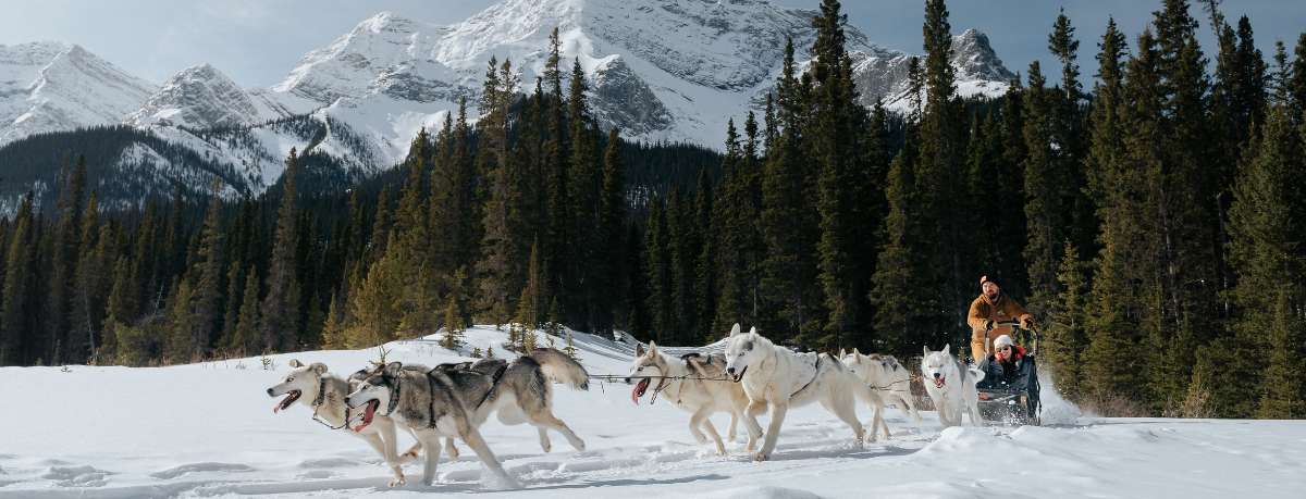Snowy Owl Sled Dog Tours - Canmore, Alberta - What to do in winter blog header