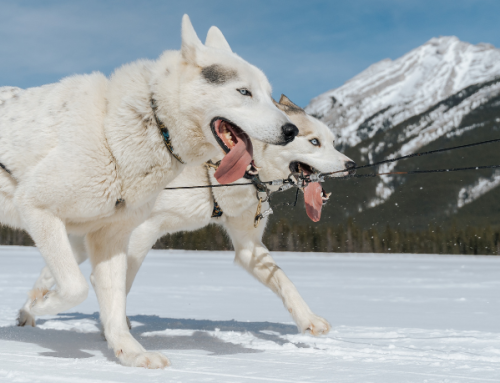 Discover why Snowy Owl Tours is the BEST Dog Sledding Company in the Canadian Rockies