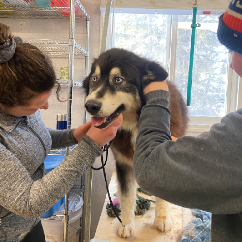 Discover why Snowy Owl Tours is the BEST dog grooming