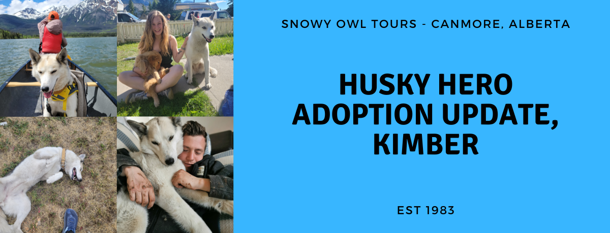 Snowy Owl Tours - Canmore, Alberta - Adoption Update with Kimber