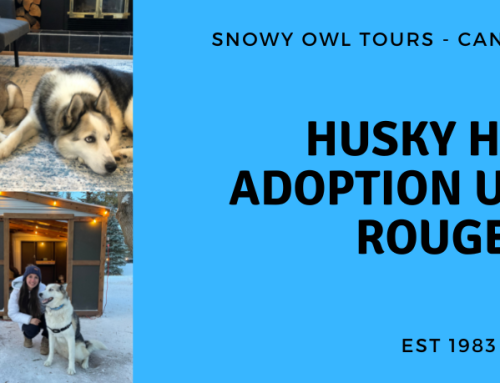 Adoption Update with Husky Hero, Rouger