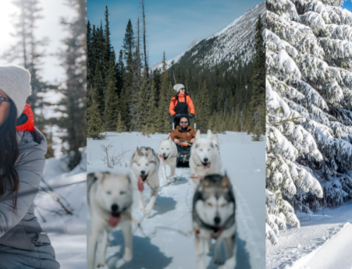 Canadian Rockies Guide to Spring Dog Sledding & Après in Canmore, Alberta