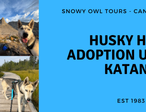 Adoption Update with Husky Hero, Katana