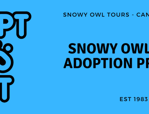 Snowy Owl Tours Adoption Program 101