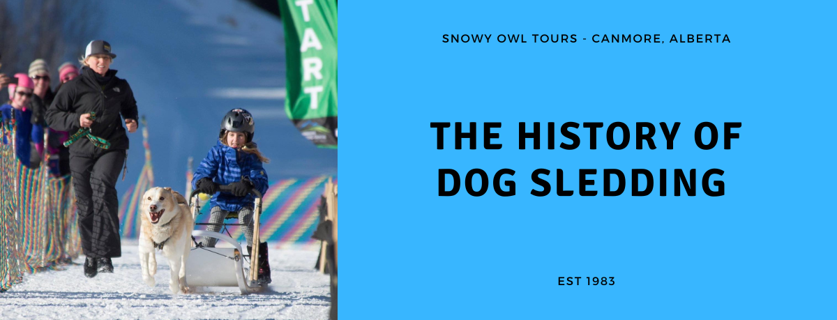 History of Dog Sledding - Snowy Owl Sled Dog Tours - Canmore, Alberta - header