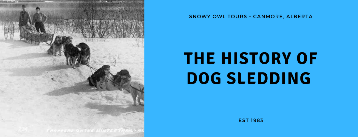 Snowy Owl Dog Sled Tours - Canmore, Alberta - The History of Dog Sledding Blog - social