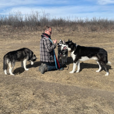 Snowy Owl Sled Dog Tours - Canmore, Alberta - Adoption Update - Aldrin 5
