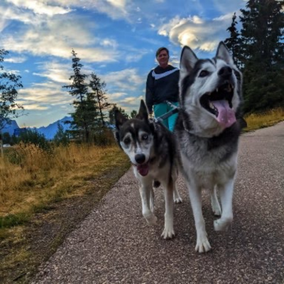 Snowy Owl Sled Dog Tours - Canmore, Alberta - Adoption Update - Amelia - in Canmore
