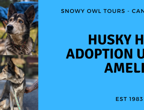 Adoption Update with Husky Hero, Almelia