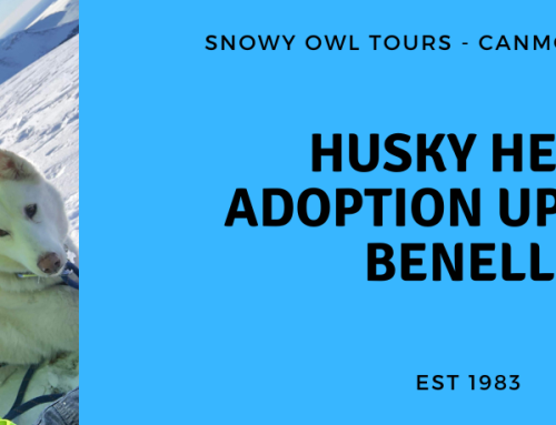 Adoption Update with Husky Hero, Benelli