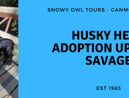 Adoption Update with Husky Hero, Savage