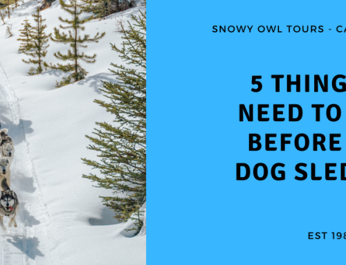 Bucket List Tours: Dog Sledding in Canmore