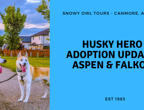 Adoption Update with Husky Heroes, Aspen & Falkor