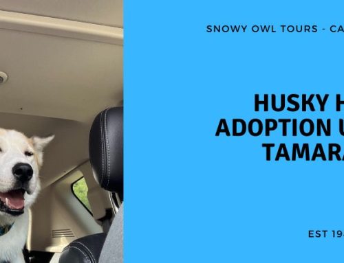 Adoption Update with Husky Hero, Tamarack