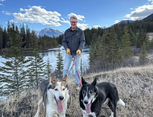 Husky Adoption Update: Bandit’s Life in Banff